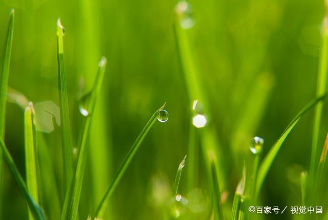 今期鼠猴兔出特,青草绿叶布满地指代表打猜一最佳准确生肖请全面2释义、解释与落实、精准解答解释落实