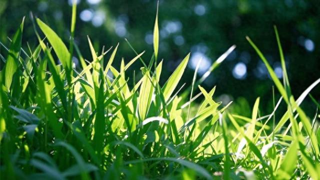 今期鼠猴兔出特,青草绿叶布满地指代表打猜一最佳准确生肖请全面2释义、解释与落实、构建解答解释落实