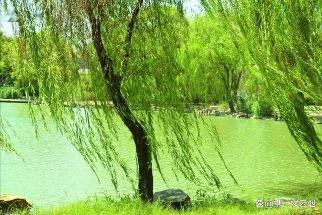 无心插柳成阴是什么生肖请全面2释义、解释与落实、构建解答解释落实
