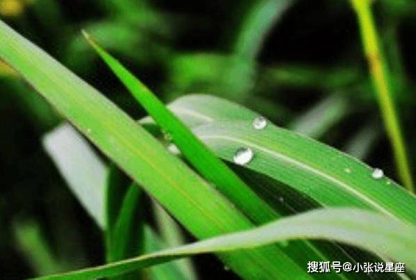 今期鼠猴兔出特,青草绿叶布满地指代表打猜一最佳准确生肖请全面2释义、解释与落实、精准解答解释落实